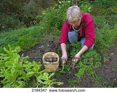 Stock Photo - Farmer picking radishes in field . Fotosearch