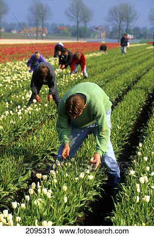 Stock Image - Farmers picking flowers in field . Fotosearch