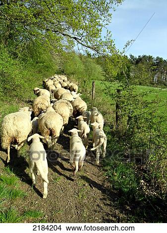 Flock of sheep in field View Large Photo Image Picture - Flock of sheep in field . Fotosearch