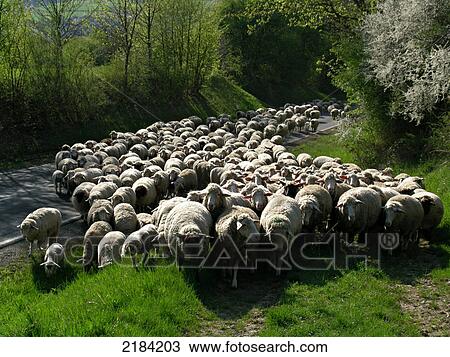 Stock Image - Flock of sheep in field . Fotosearch