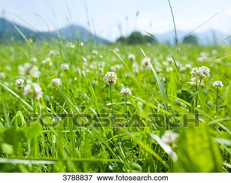 Stock Photo - Flower meadow, Kochelsee, Bavaria, Germany, Europe . Fotosearch