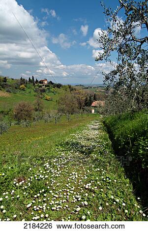 Flowers blooming in field View Large Photo Image Stock Photograph - Flowers blooming in field . Fotosearch