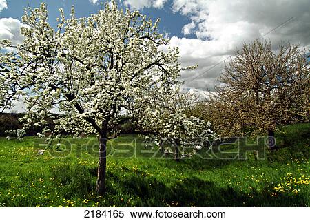 Stock Photography - Flowers blooming on tree . Fotosearch