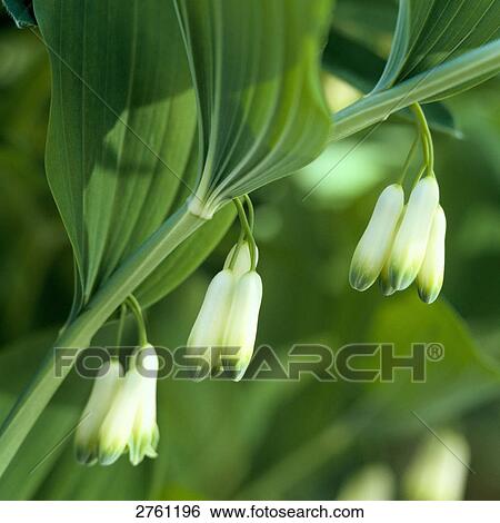 Flowers on Solomon's Seal plant View Large Photo Image Stock Photograph - Flowers on Solomon's Seal plant . Fotosearch