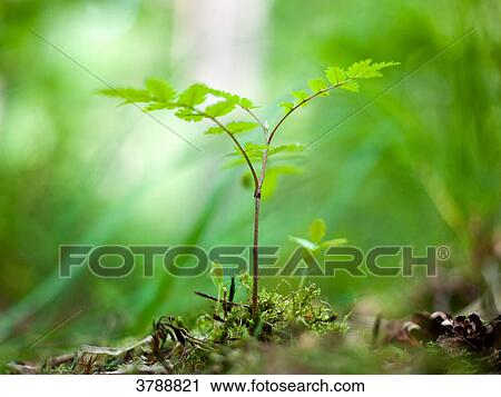 Stock Image - Forest soil, Kochelsee, Bavaria, Germany, Europe . Fotosearch