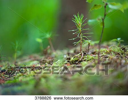 Stock Photograph - Forest soil, Kochelsee, Bavaria, Germany, Europe . Fotosearch
