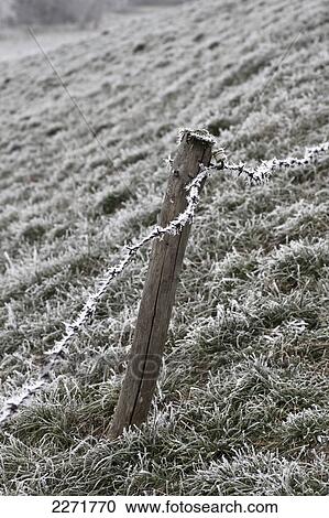 Frozen barbed wire fence in field View Large Photo Image Stock Image - Frozen barbed wire fence in field . Fotosearch