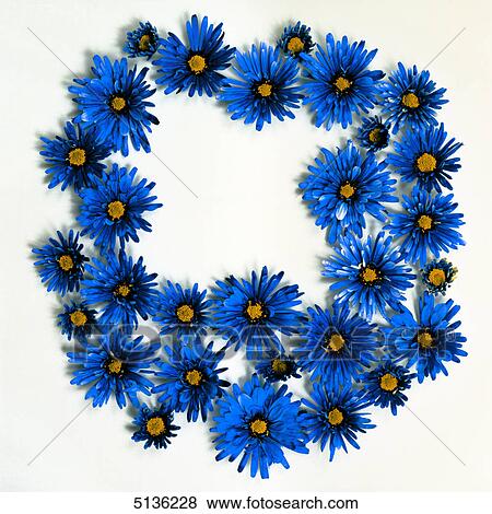 Girdle of cornflowers View Large Photo Image Stock Photo - Girdle of cornflowers . Fotosearch