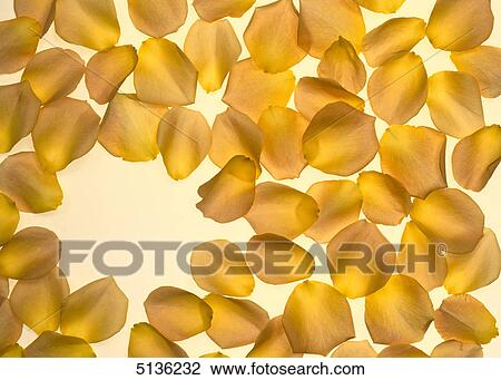 Girdle of rose petals View Large Photo Image Stock Image - Girdle of rose petals . Fotosearch