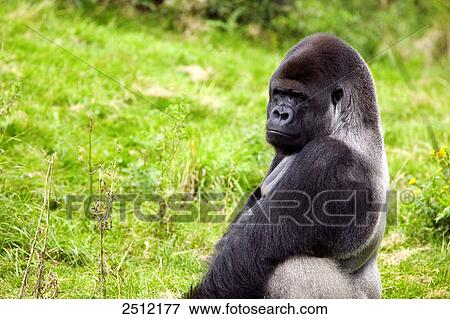 Stock Photo - Gorilla sitting in forest . Fotosearch