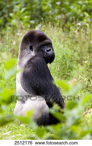 Stock Photograph - Gorilla sitting in forest . Fotosearch