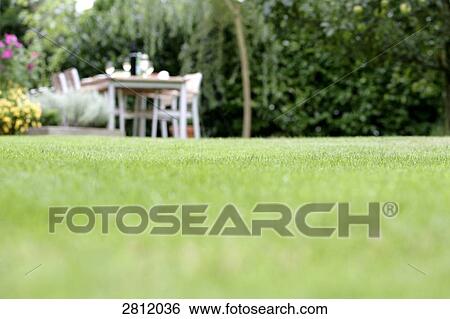Grass with lunch served on table in background View Large Photo Image Stock Photograph - Grass with lunch served on table in background . Fotosearch