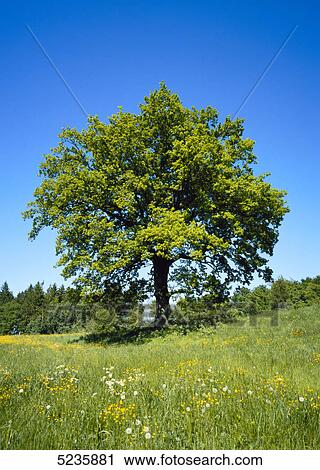 Green tree View Large Photo Image Stock Image - Green tree . Fotosearch