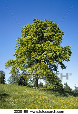 Green tree View Large Photo Image Stock Photo - Green tree . Fotosearch