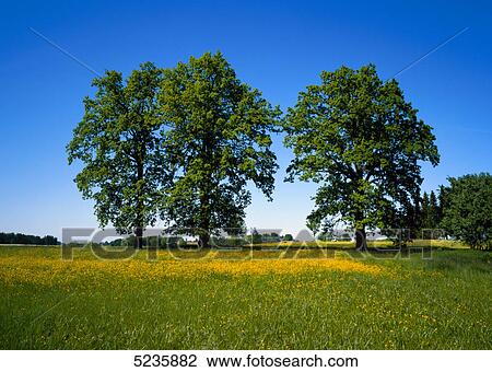 Green trees View Large Photo Image Stock Image - Green trees . Fotosearch