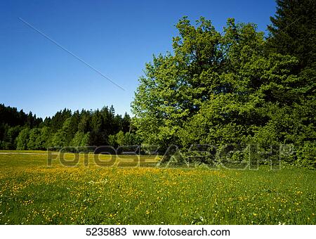 Stock Image - Green trees . Fotosearch