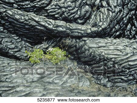 Hawaii Volcanoes National Park  View Large Photo Image Stock Photo - Hawaii Volcanoes National Park . Fotosearch