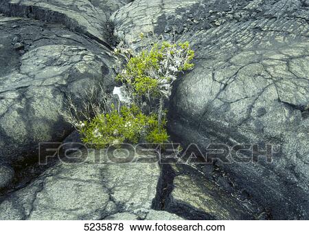 Hawaii Volcanoes National Park View Large Photo Image Stock Photo - Hawaii Volcanoes National Park . Fotosearch