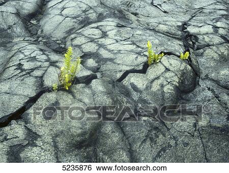 Hawaii Volcanoes National Park View Large Photo Image Stock Photograph - Hawaii Volcanoes National Park . Fotosearch