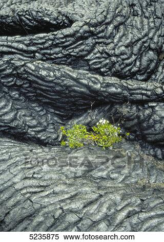 Hawaii Volcanoes National Park View Large Photo Image Stock Photography - Hawaii Volcanoes National Park . Fotosearch