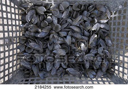 Heap of shells in container View Large Photo Image Stock Photography - Heap of shells in container . Fotosearch