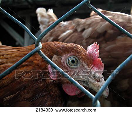 Stock Image - Hen behind fence . Fotosearch