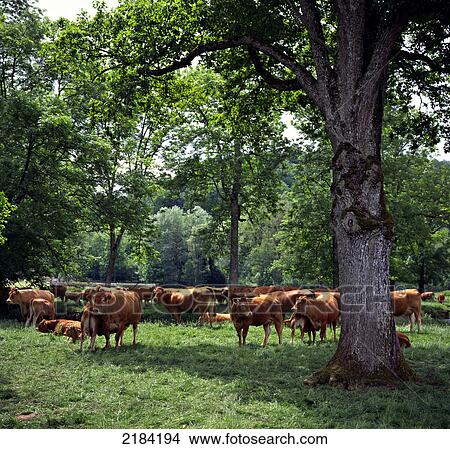 Picture - Herd of cows in field . Fotosearch