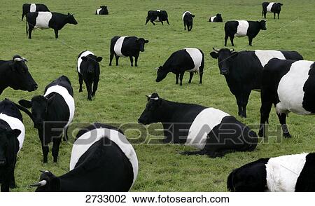 Herd of cows in field View Large Photo Image Stock Image - Herd of cows in field . Fotosearch