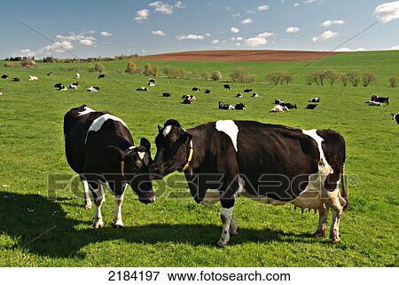 Herd of cows in field View Large Photo Image Stock Photo - Herd of cows in field . Fotosearch