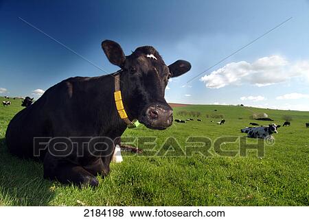 Herd of cows in field View Large Photo Image Stock Photo - Herd of cows in field . Fotosearch