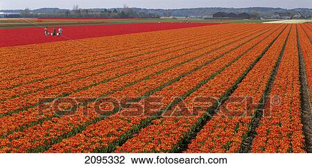 Stock Image - High angle view of cultivated flowers in field . Fotosearch