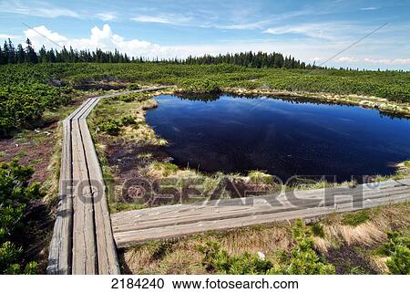 Stock Image - High angle view of pond in forest . Fotosearch