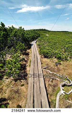 Stock Image - High angle view of wooden foot trail passing through forest . Fotosearch