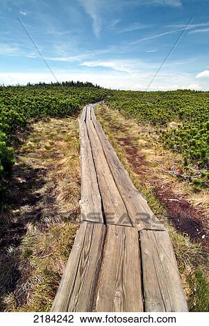 High angle view of wooden foot trail passing through forest View Large Photo Image Stock Image - High angle view of wooden foot trail passing through forest . Fotosearch