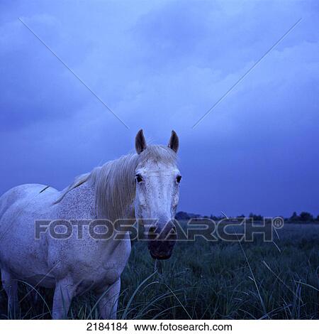 Picture - Horse standing in field . Fotosearch