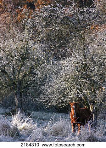 Horse standing in field View Large Photo Image Stock Image - Horse standing in field . Fotosearch