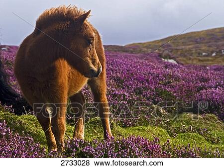 Horse standing on landscape View Large Photo Image Stock Photo - Horse standing on landscape . Fotosearch