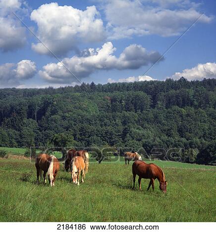 Horses grazing grass in field View Large Photo Image Stock Photograph - Horses grazing grass in field . Fotosearch