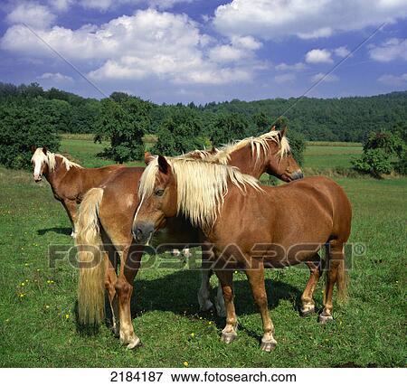 Horses standing in field View Large Photo Image Stock Photo - Horses standing in field . Fotosearch