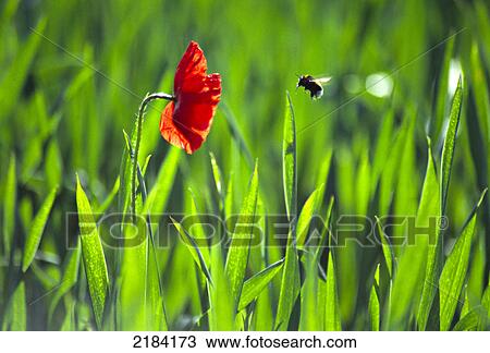 Stock Image - Insect hovering over flower . Fotosearch