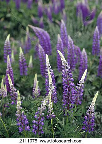 Lavender flowers blooming in field View Large Photo Image Stock Photography - Lavender flowers blooming in field . Fotosearch