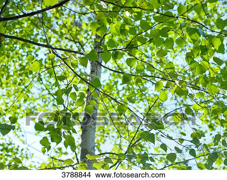 Leafs of a tree, Kochelsee, Bavaria, Germany, Europe View Large Photo Image Picture - Leafs of a tree, Kochelsee, Bavaria, Germany, Europe . Fotosearch