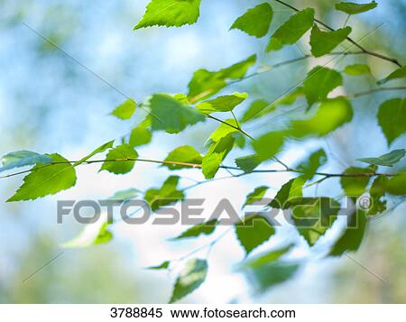 Stock Photography - Leafs of a tree, Kochelsee, Bavaria, Germany, Europe . Fotosearch
