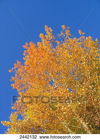 Stock Image - Low angle view of autumn tree . Fotosearch