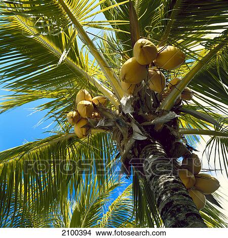 Picture - Low angle view of coconut palm tree . Fotosearch
