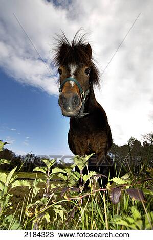Low angle view of horse standing in field View Large Photo Image Stock Image - Low angle view of horse standing in field . Fotosearch