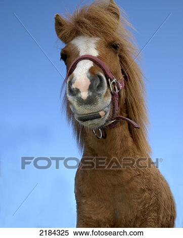 Low angle view of horse View Large Photo Image Stock Photography - Low angle view of horse . Fotosearch
