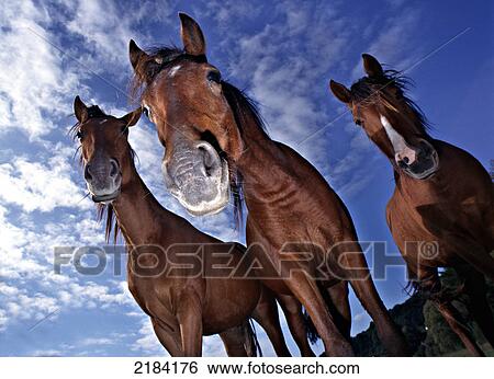 Low angle view of horses View Large Photo Image Stock Photograph - Low angle view of horses . Fotosearch
