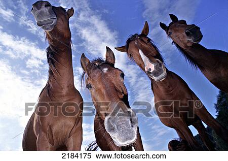 Stock Photography - Low angle view of horses . Fotosearch
