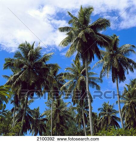 Low angle view of palm trees View Large Photo Image Stock Image - Low angle view of palm trees . Fotosearch